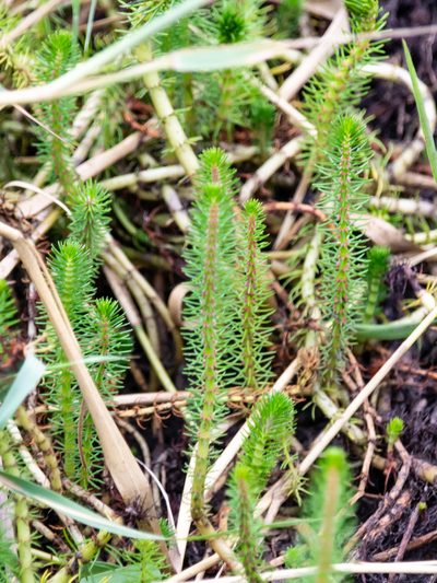 Myriophyllum crispatum, photographed by Terra Occ