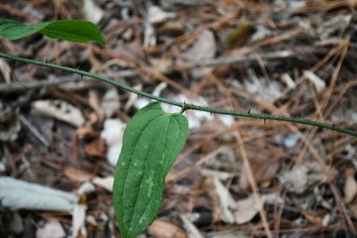 Smilax moranensis, photographed by Neptalí Ramírez Marcial