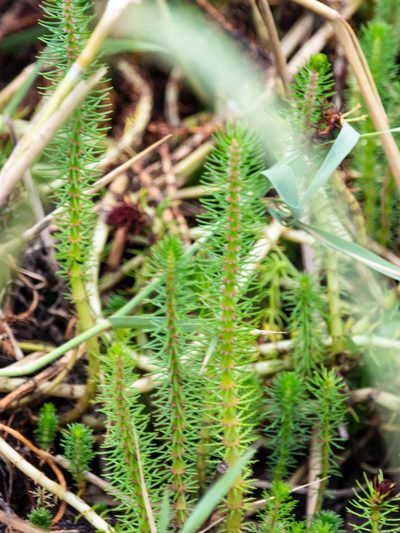 Myriophyllum crispatum, photographed by Terra Occ