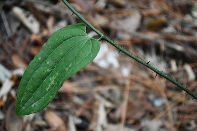 Smilax moranensis, photographed by Neptalí Ramírez Marcial