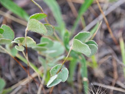 Marsilea drummondii, photographed by Terra Occ