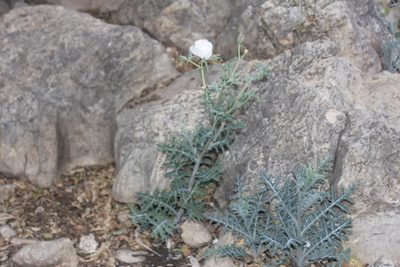 Argemone grandiflora, photographed by Juan Cruzado Cortés