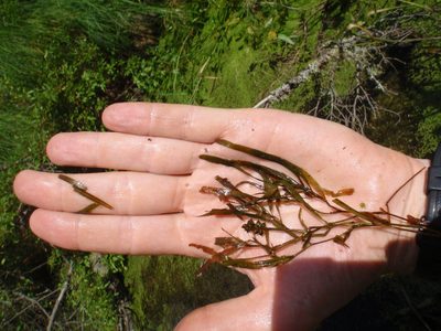 Potamogeton obtusifolius, photographed by Rob Foster