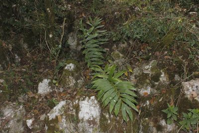 Ceratozamia latifolia, photographed by Juan Cruzado Cortés