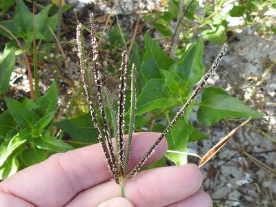 Eustachys petraea, photographed by Sam Kieschnick