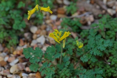 Corydalis micrantha, photographed by Michelle W. （鍾偉瑋）