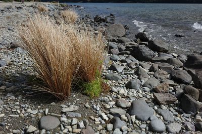 Carex buchananii, photographed by John Barkla