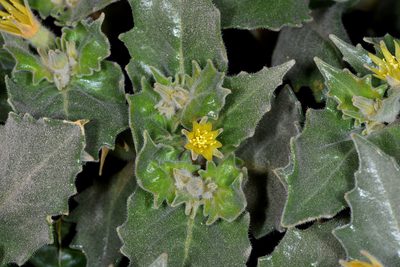 Mentzelia reflexa, photographed by Don Loarie