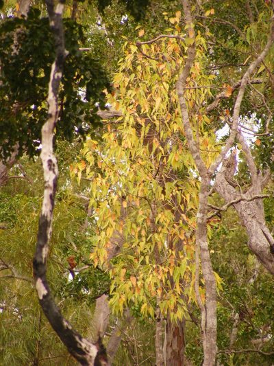 Brachychiton diversifolius, photographed by coenobita