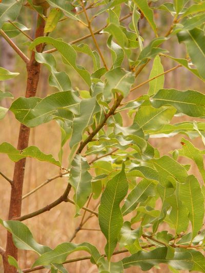 Brachychiton diversifolius, photographed by coenobita