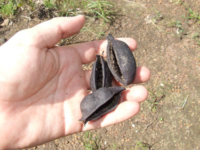 Brachychiton diversifolius, photographed by coenobita