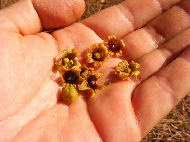 Brachychiton diversifolius, photographed by coenobita