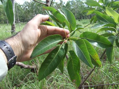 Brachychiton diversifolius, photographed by coenobita