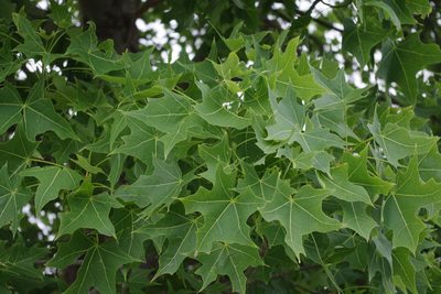 Brachychiton australis, photographed by coenobita