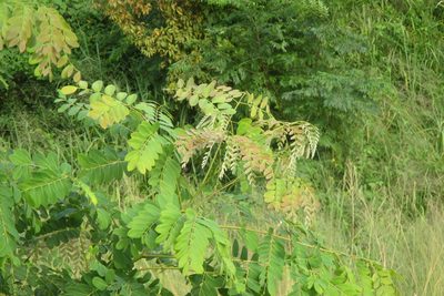 Albizia procera, photographed by coenobita