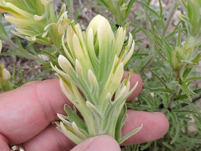Castilleja citrina, photographed by Sam Kieschnick