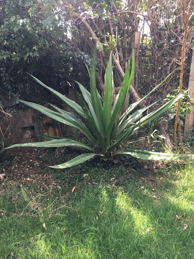 Furcraea cabuya, photographed by margaritarestrepou