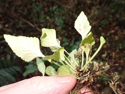 Asplenium trilobum, photographed by John Brew