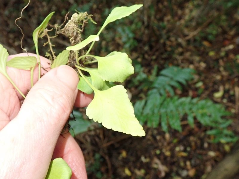 Asplenium trilobum, photographed by John Brew