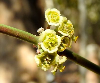 Euphorbia colletioides, photographed by Francisco Farriols Sarabia