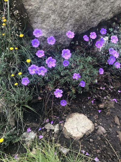 Geranium robustum, photographed by Stefano Menchetti