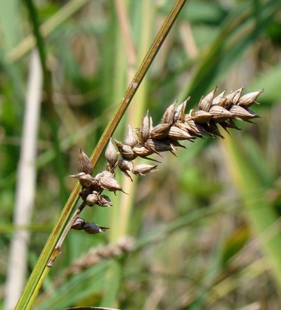 Carex melanostachya, photographed by Юрий Данилевский (Yuriy Danilevsky)