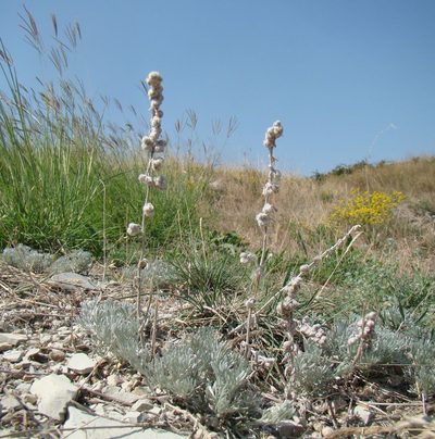 Artemisia alpina, photographed by Юрий Данилевский (Yuriy Danilevsky)