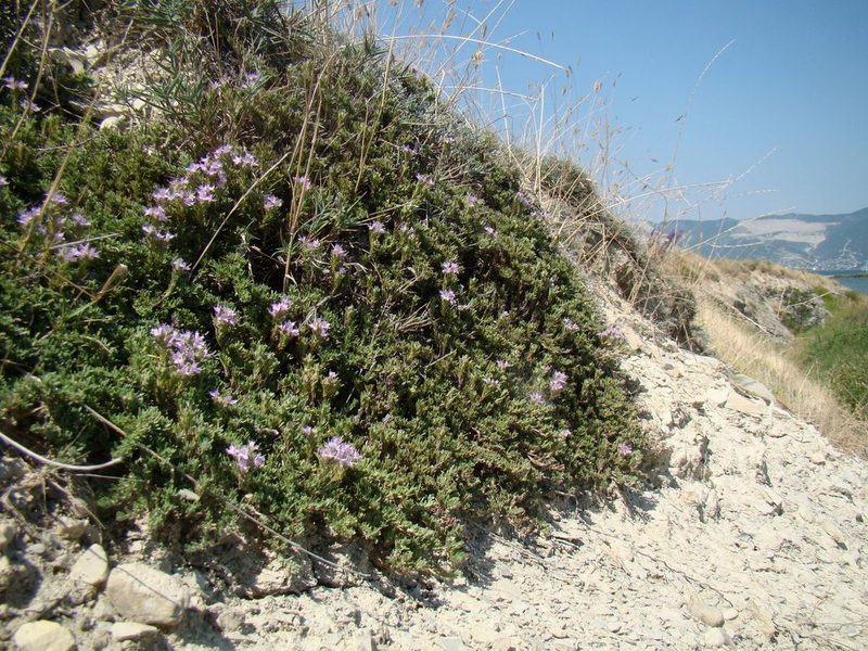Thymus helendzhicus, photographed by Юрий Данилевский (Yuriy Danilevsky)