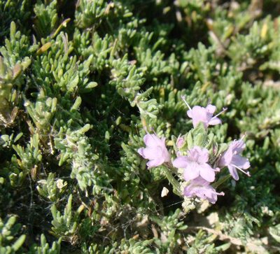 Thymus helendzhicus, photographed by Юрий Данилевский (Yuriy Danilevsky)