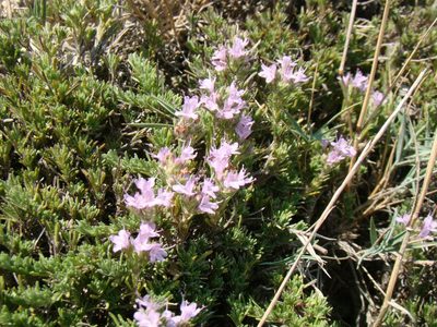 Thymus helendzhicus, photographed by Юрий Данилевский (Yuriy Danilevsky)
