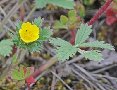 Potentilla chrysantha, photographed by Nina Filippova