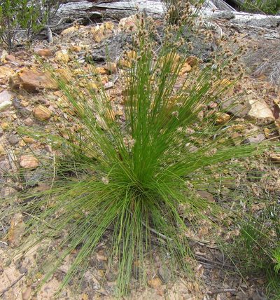 Hypodiscus alboaristatus, photographed by douglaseustonbrown