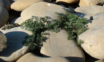 Astrodaucus littoralis, photographed by Юрий Данилевский (Yuriy Danilevsky)