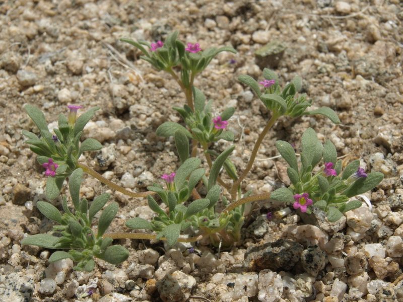 Nama depressa, photographed by Jim Morefield