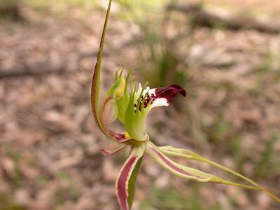 Caladenia atrovespa, photographed by Donald Hobern