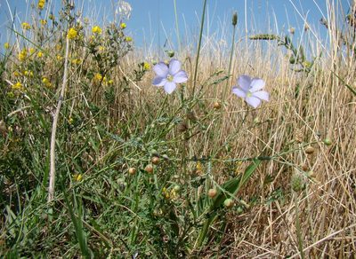 Linum squamulosum, photographed by Юрий Данилевский (Yuriy Danilevsky)