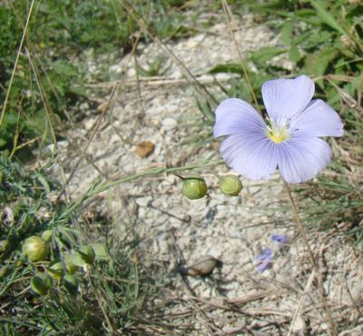 Linum squamulosum, photographed by Юрий Данилевский (Yuriy Danilevsky)