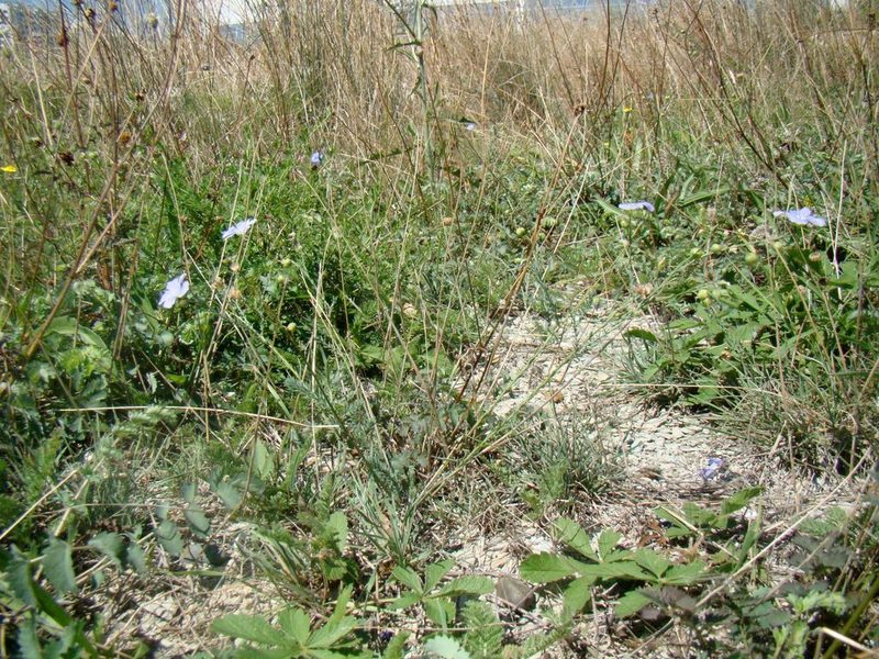 Linum squamulosum, photographed by Юрий Данилевский (Yuriy Danilevsky)