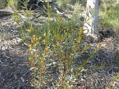 Acacia buxifolia, photographed by Donald Hobern