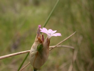 Petrorhagia nanteuilii, photographed by Donald Hobern