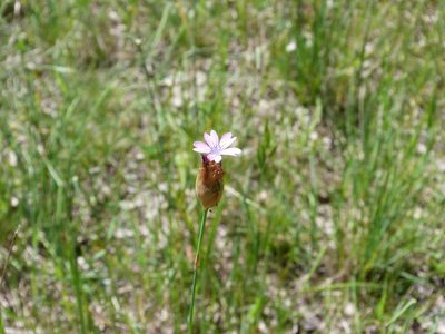 Petrorhagia nanteuilii, photographed by Donald Hobern