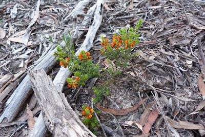 Pultenaea procumbens, photographed by Donald Hobern