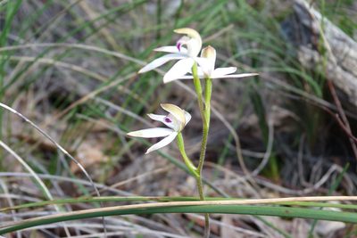 Caladenia cucullata, photographed by Donald Hobern