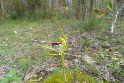 Caladenia atrovespa, photographed by Donald Hobern