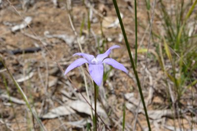 Wahlenbergia capillaris, photographed by Donald Hobern