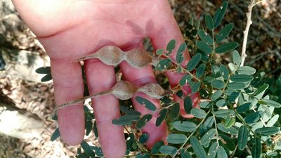 Sophora macrocarpa, photographed by Nicolás Lavandero