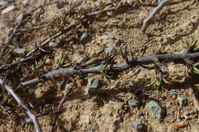 Coprosma brunnea, photographed by John Barkla