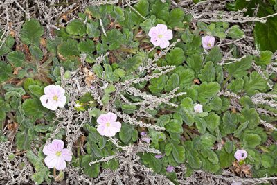 Erodium corsicum, photographed by Drepanostoma