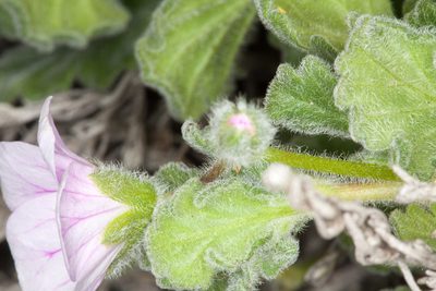 Erodium corsicum, photographed by Drepanostoma