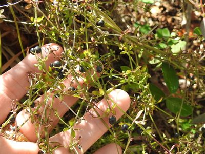 Trichogalium bermudense, photographed by Sam Kieschnick
